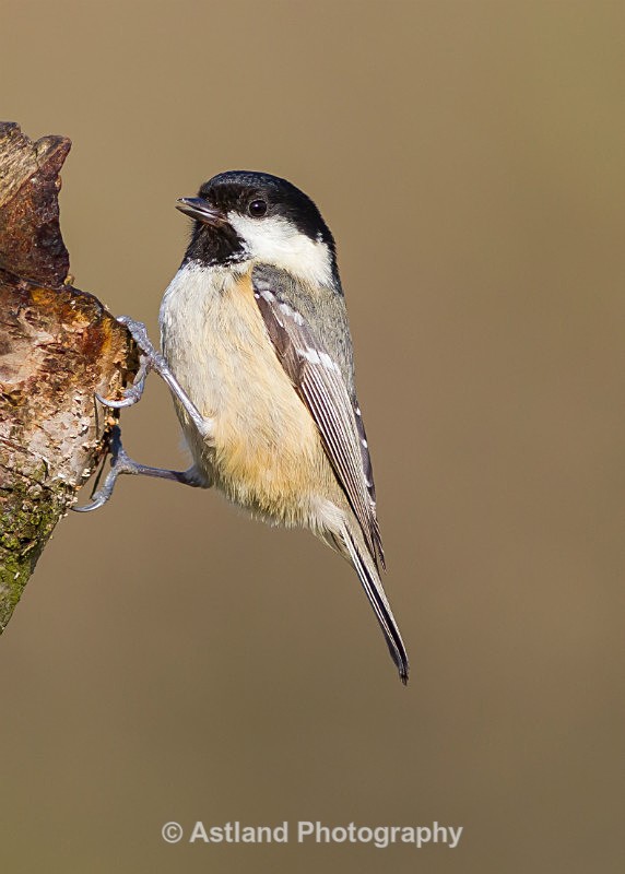 Astland Photography, Bird and Wildlife Images, Susan and Peter Wilson, U.K.