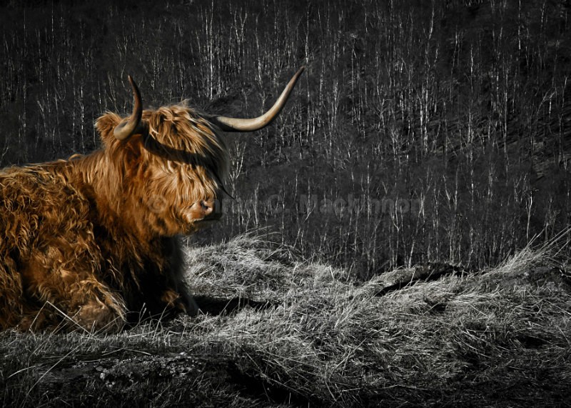 Highland Cow - My darker side
