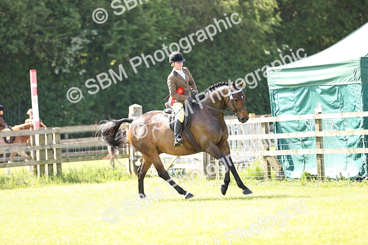 SBM_12954 - Class 75-76 LIHS BSHA Rising Star Hack Riding Horse