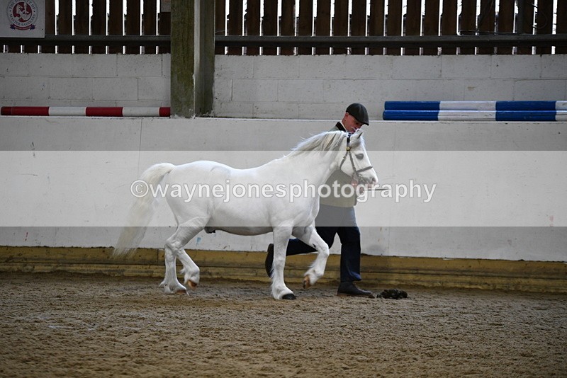 WJ5_5176 - Class 4 In hand M&M - small breeds