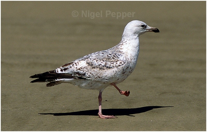 Early May 2004 (2) - Leggy the Herring Gull
