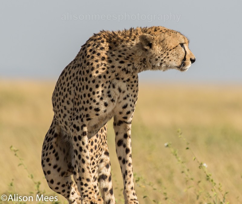  - Cheetah