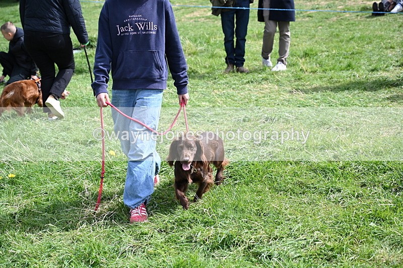 WJ6_8922 - Class 8 Best Working / Gun Dog or Bitch