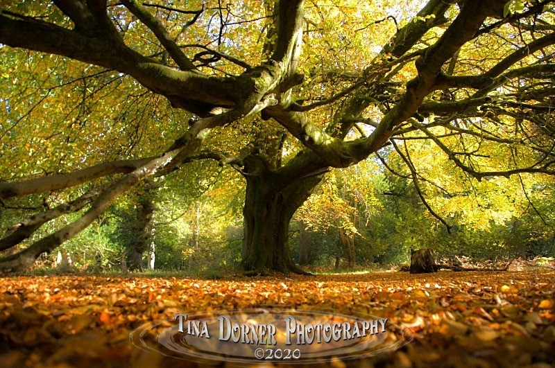 Autumn Forest of Dean. Tina Dorner Photography