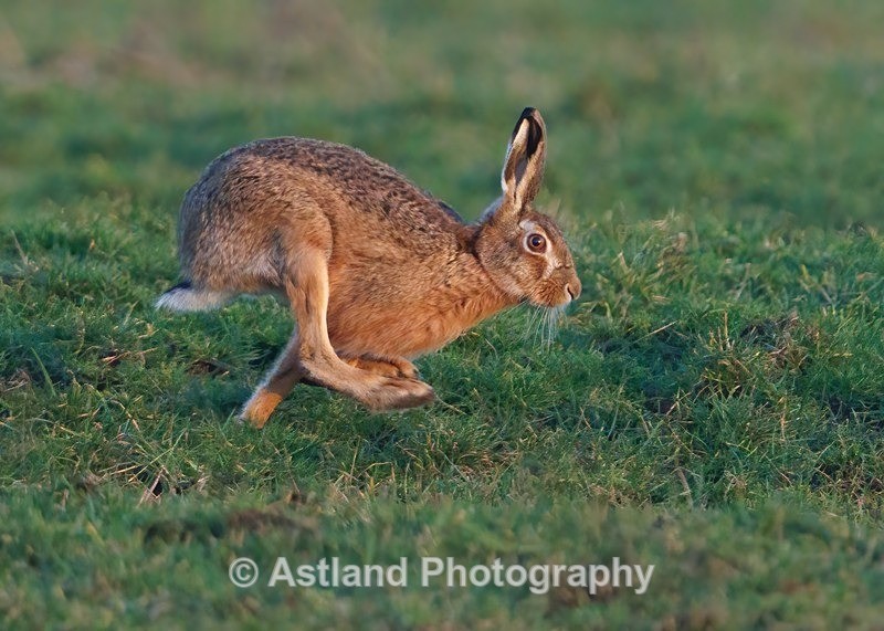 Brown Hare - Latest Images