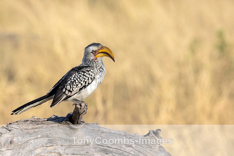 Southern Yellow-billed Hornbill - Botswana ~ Birds
