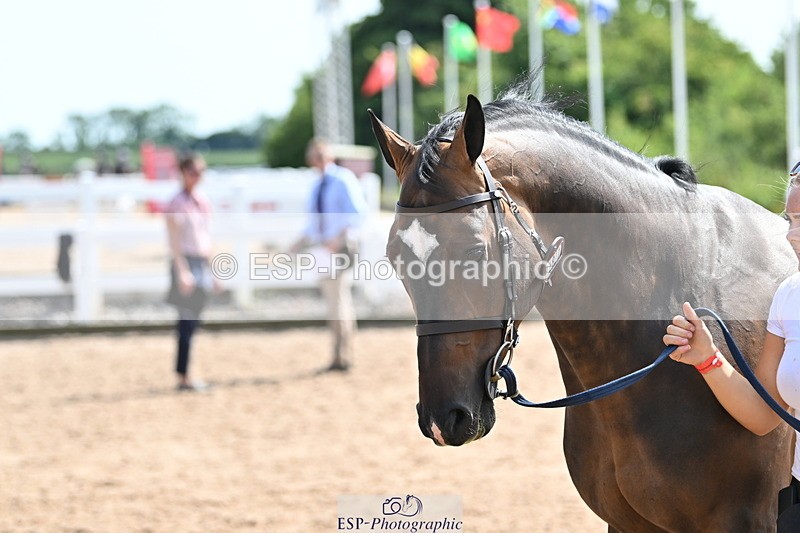 240717A-154634-03066 - Trot Up 3pm to 4pm