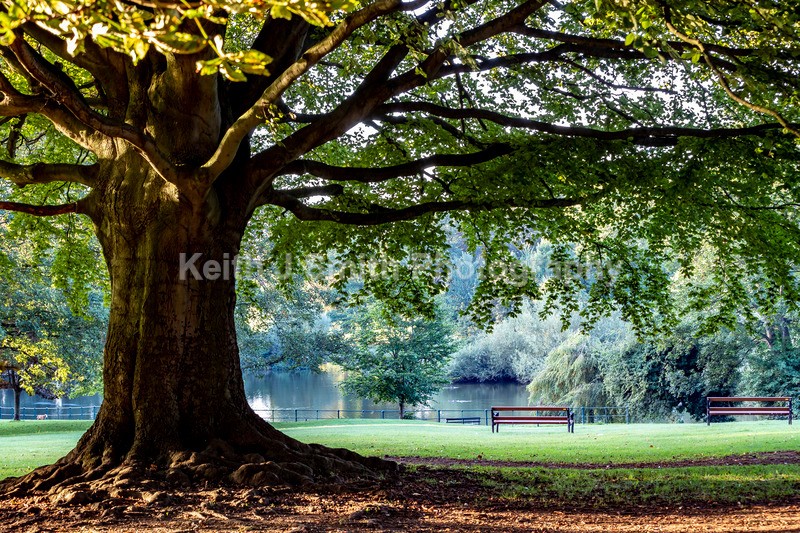 2KJS2922 - Trees in Abington Park