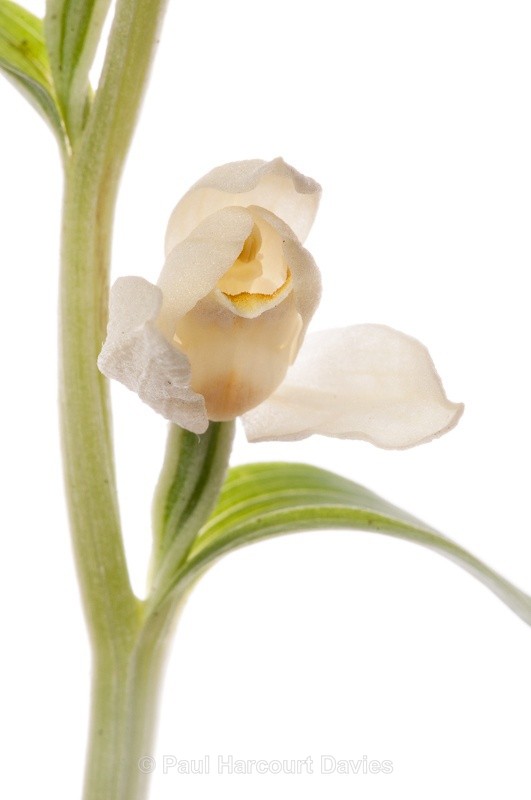  - WB: Orchids - Various
