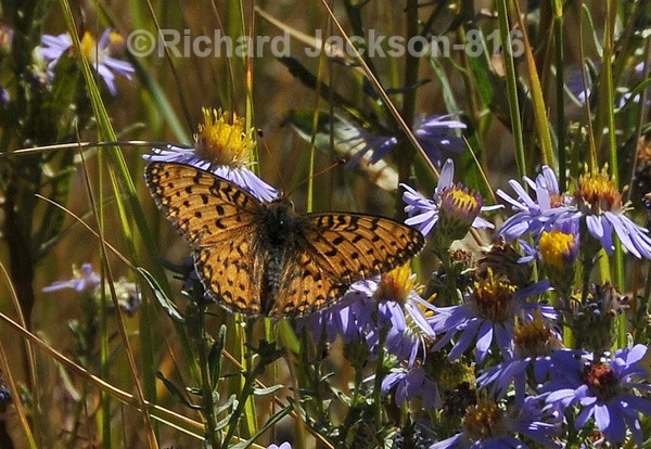 Variegated Fritillary - Butterfly Gallery