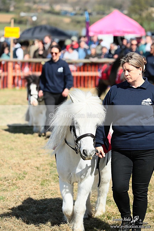 Shet 060426 27 - Shetland Pony Racing Paxford Races Easter Mon 06/04/26