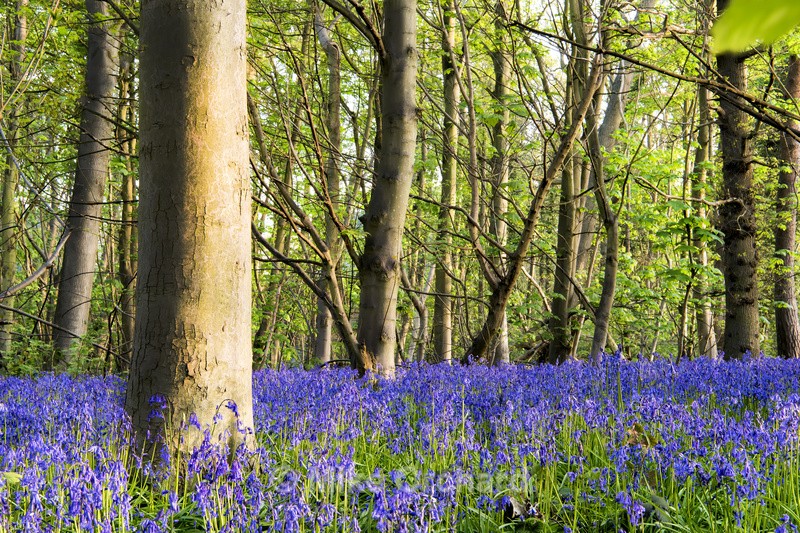 More Blue Bells - Brightwell - Suffolk - Landscapes