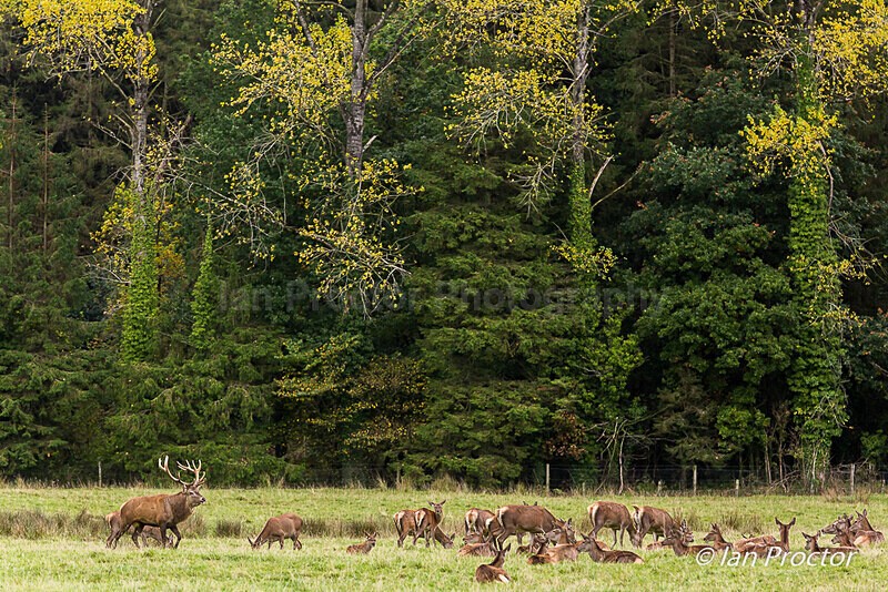 Taking Stock! - Red Deer Stag - Nature