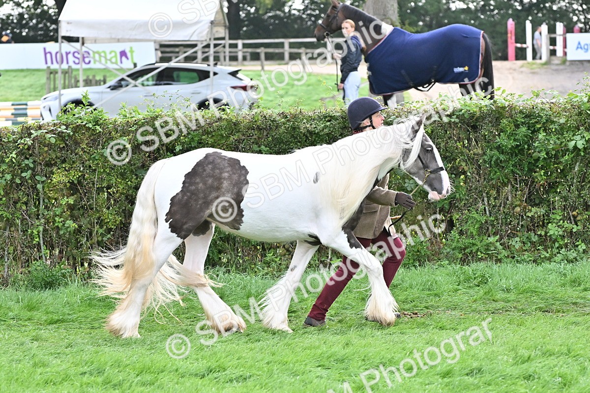 SBM_56895 - S45 - Coloured Pony In Hand