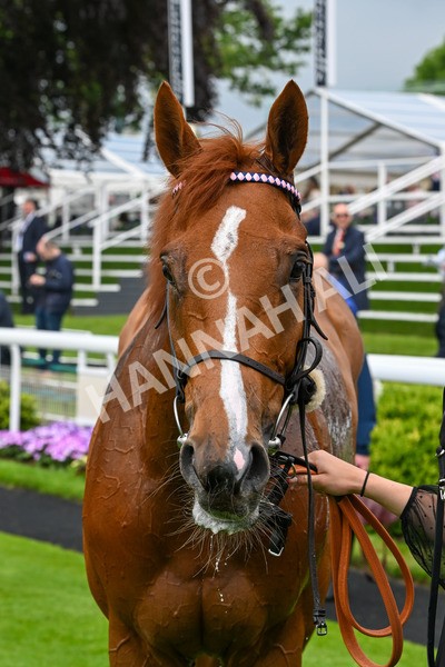 150524-Race 1-Crystal Delight-3685 - Race 1 2.15pm Sky Bet Race To The Ebor Jorvik Handicap