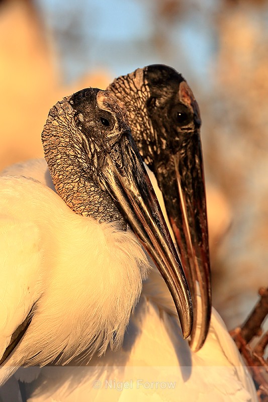 Wood Stork pair, Wakodahatchee Wetlands, Florida - Wood Stork