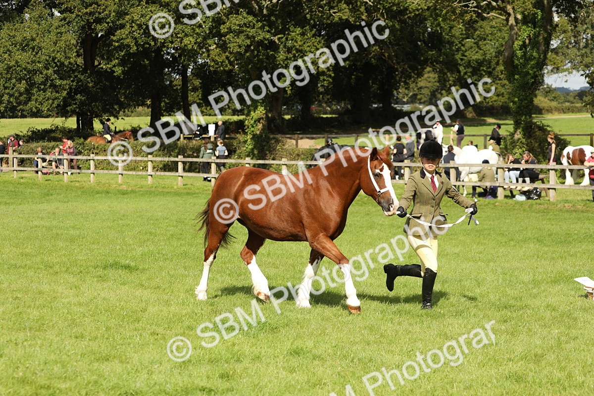 SBM_65404 - S47 - Mountain & Moorland In Hand Large Breeds