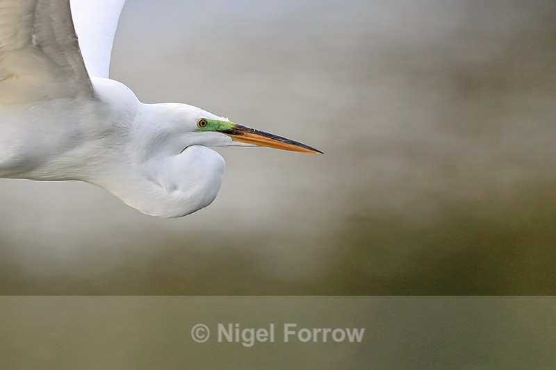 Great Egret flying close, Venice Rookery, Florida - Great Egret