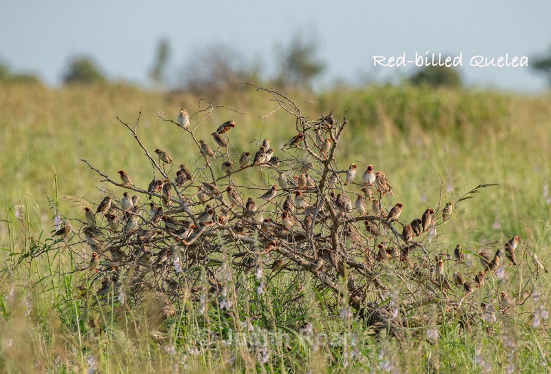  - South Africa Birds and Mammals