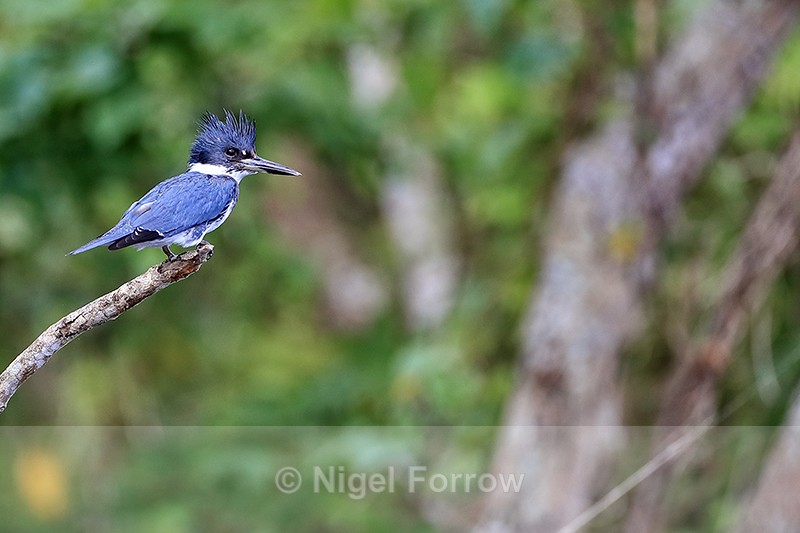 Belted Kingfisher (male), Blue Cypress Lake, Florida - Belted Kingfisher