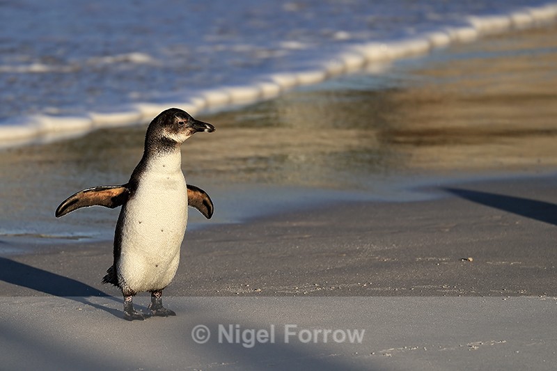 Juvenile African Penguin, Foxy Beach, South Africa - African Penguin