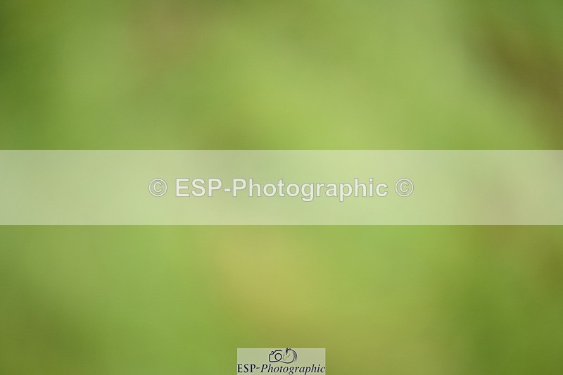 250831A-111156-09828 - Cls 35 Snr 1.20m Grand Prix