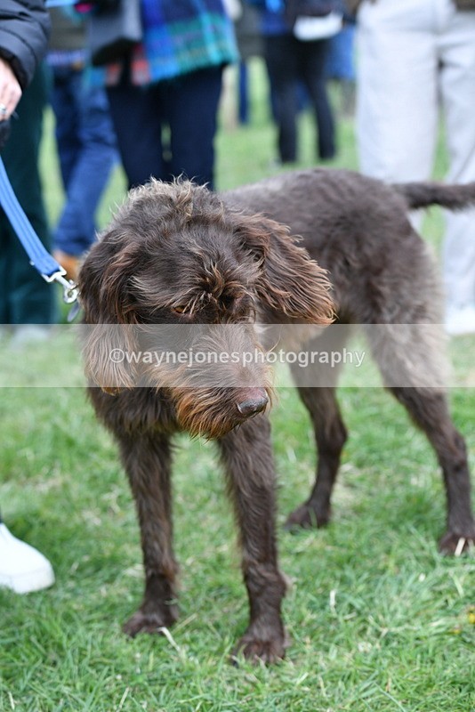 WJ5_9259 - Class 1 Best Cross Breed / Heniz 57