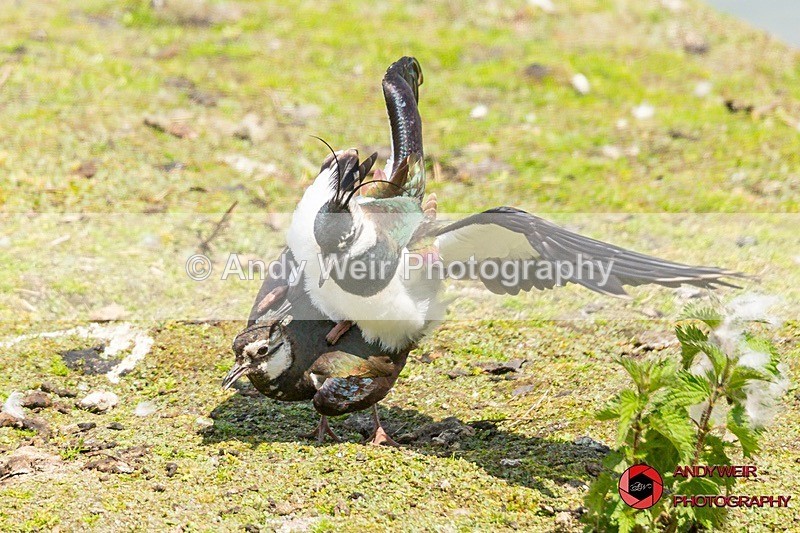 190523-untitled-3K8A9787 - Lapwing