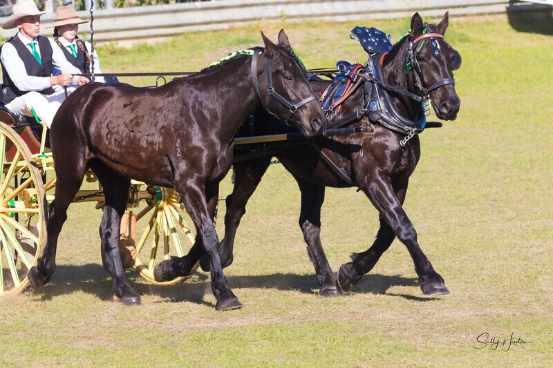 One horse and cart 2. 0A3A9404 - 2025 Senic Rim Clydesdale Spectacular
