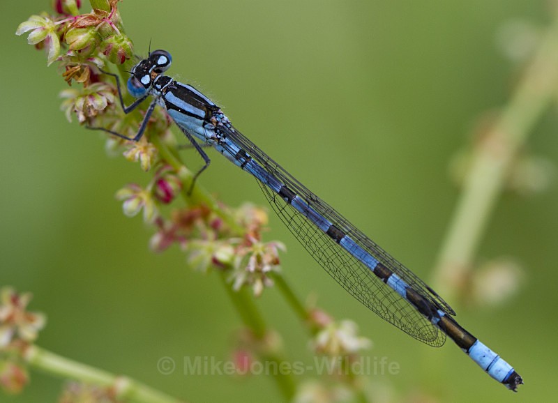 Common Blue Damselfly, Cheshire - DRAGONFLY & DAMSELFLY GALLERY