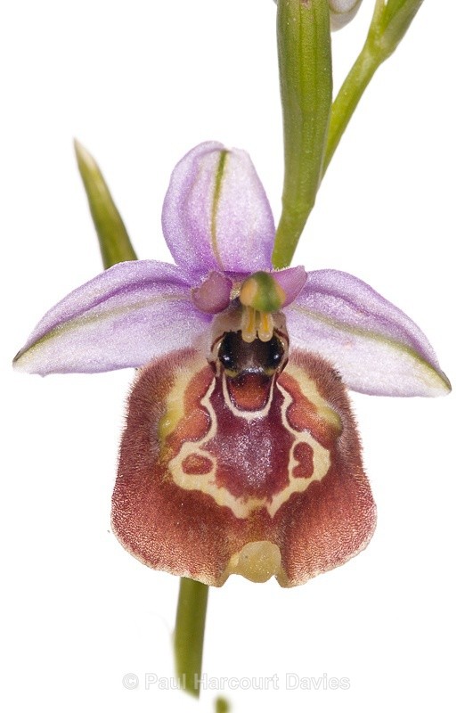  - WB: Orchids - Ophrys