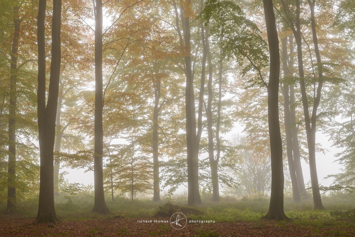 Out from within - Woodland