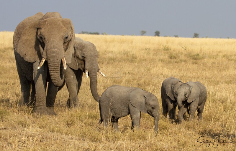 Masai Mara Elephants 2