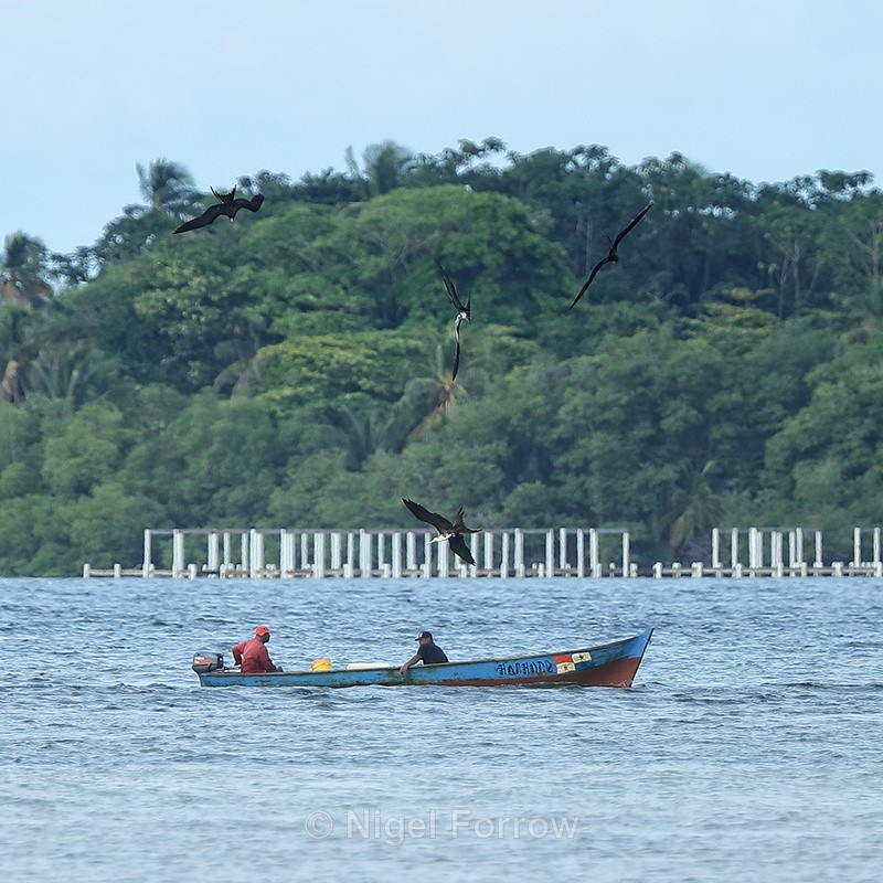 Magnificent Frigatebirds harassing fishing boat, Panama - Magnificent Frigatebird