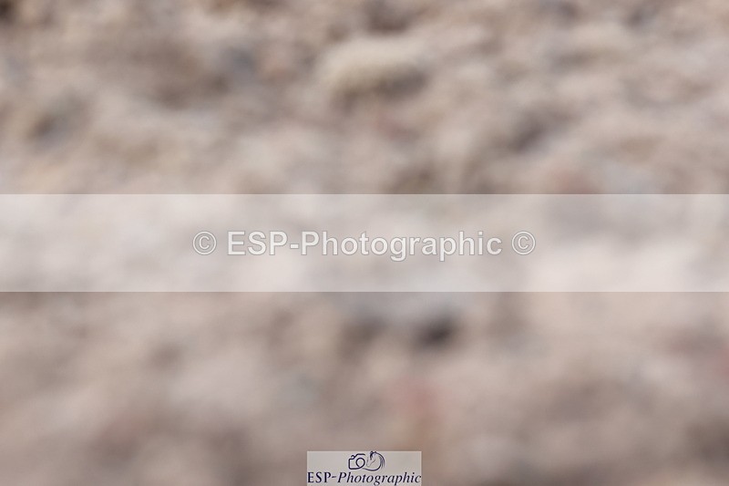 240706A-172225-04621 - Cls 9 RT Novice 27