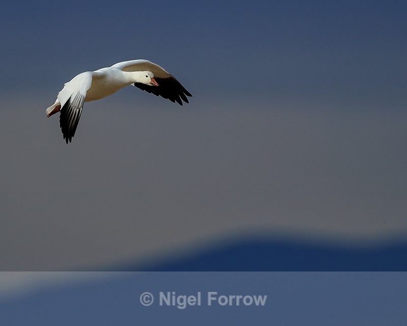 Adult Snow Goose, Bosque del Apache, New Mexico - Snow Goose