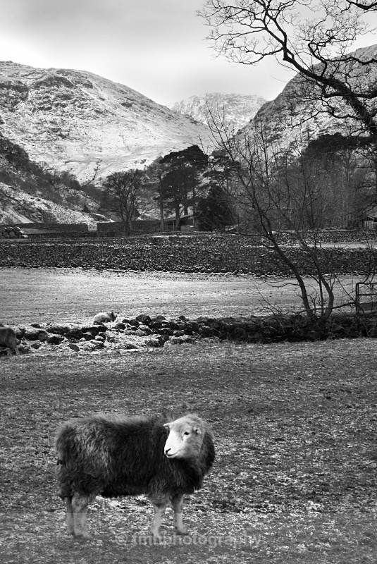 Herdwick Sheep in Lakeland. - Lakedistrict