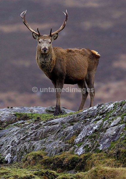 Red Deer - United Kingdom
