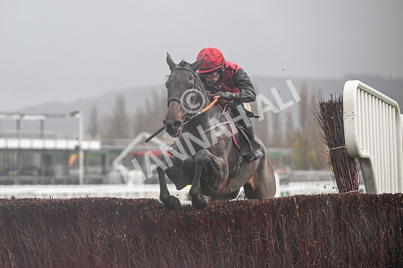 141125-Race 2-Dreal Deal-9612 - Race 2