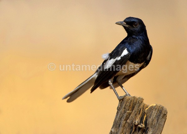 Oriental Magpie Robin - India
