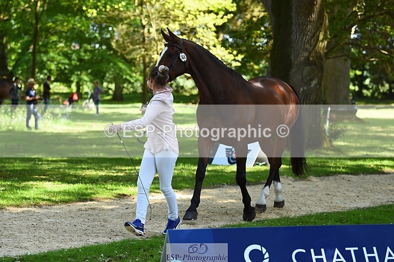 230524-153810-00406 - 368-COIRBAN_SARCO_DELUX-Rebecca_Gibbs-WEDTrotUp+DR