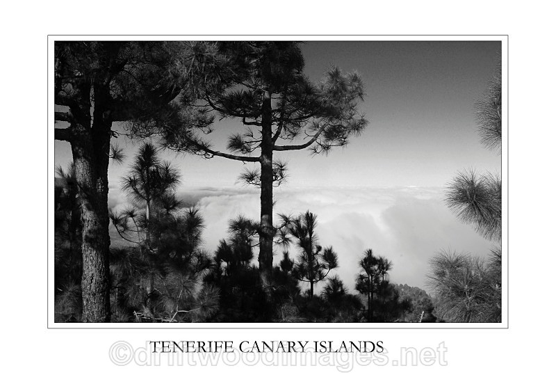 Tenerife view trees and cloud top - Tenerife Mount Teidi