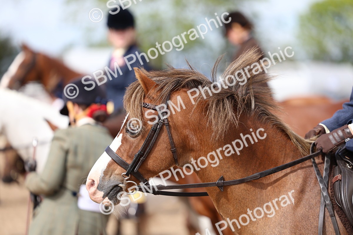 SBM_01873 - Class 18 - Handsomest Gelding - IH or Ridden