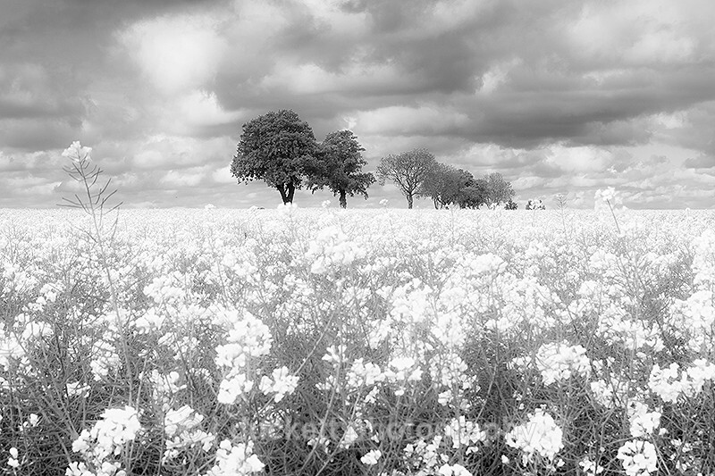 - Norfolk Rape Seed