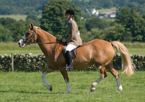 127 - Moniaive Horse Show 2008