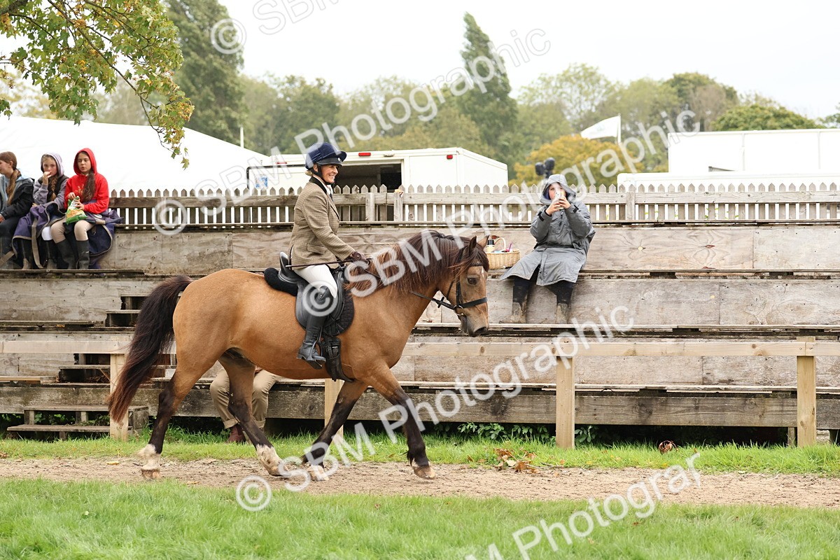 SBM_69582 - S62 - Mountain & Moorland Ridden Large Breeds