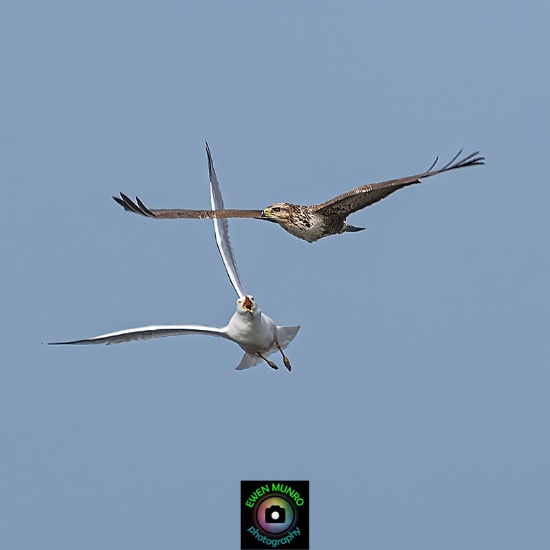 BBW-13-Gull chases Buzzard #1 - Water-based Birds