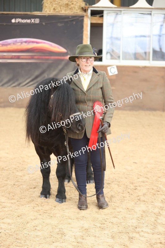 20251109-0082 - Class 4 - Stallions 4 Years and over