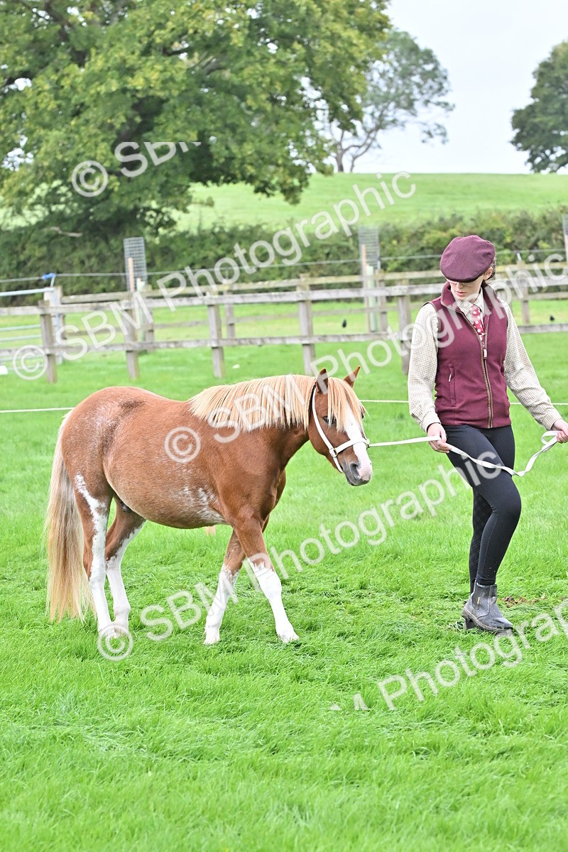 SBM_60895 - S48 - Mountain & Moorland In Hand Small Breeds