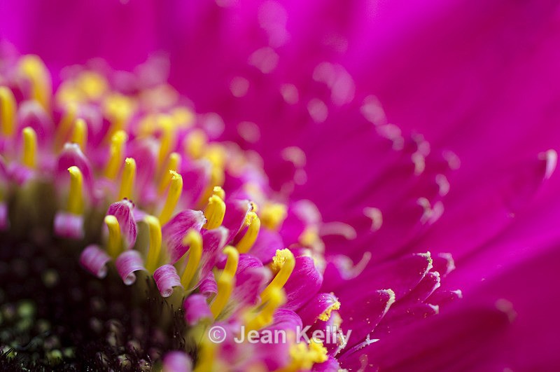 Flower - 2410 - Pink